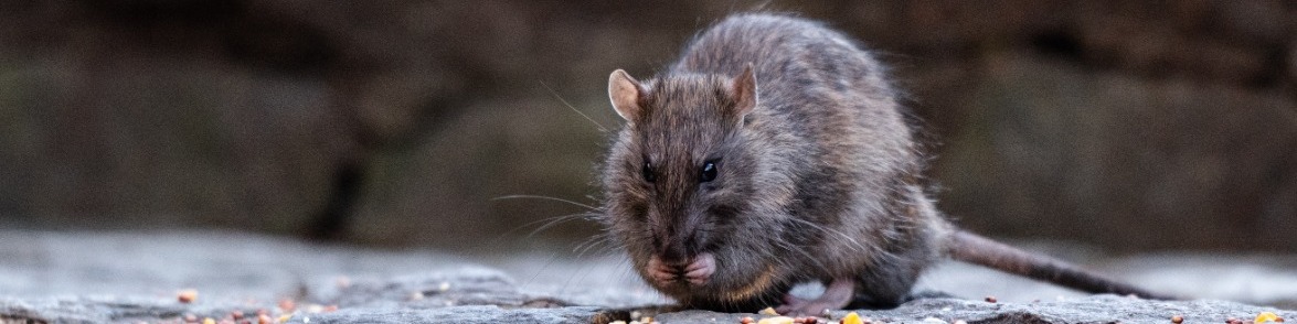 Pest Control on Your Boat